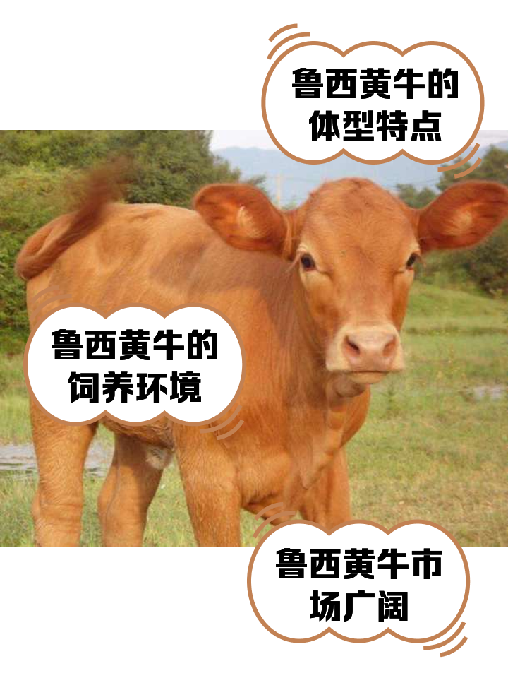 灵宝最新医保取现黄牛方法分析(最方便真实的灵宝医保取现黄牛怎么取方法)